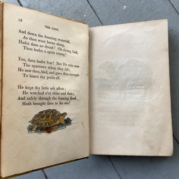 Mary Howitt, The Spider & the Fly, Antique Book, Sketches of Natural History - Picture 5 of 9